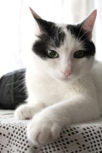 lucky, cat, white