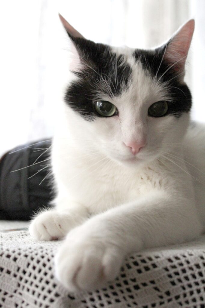 lucky, cat, white