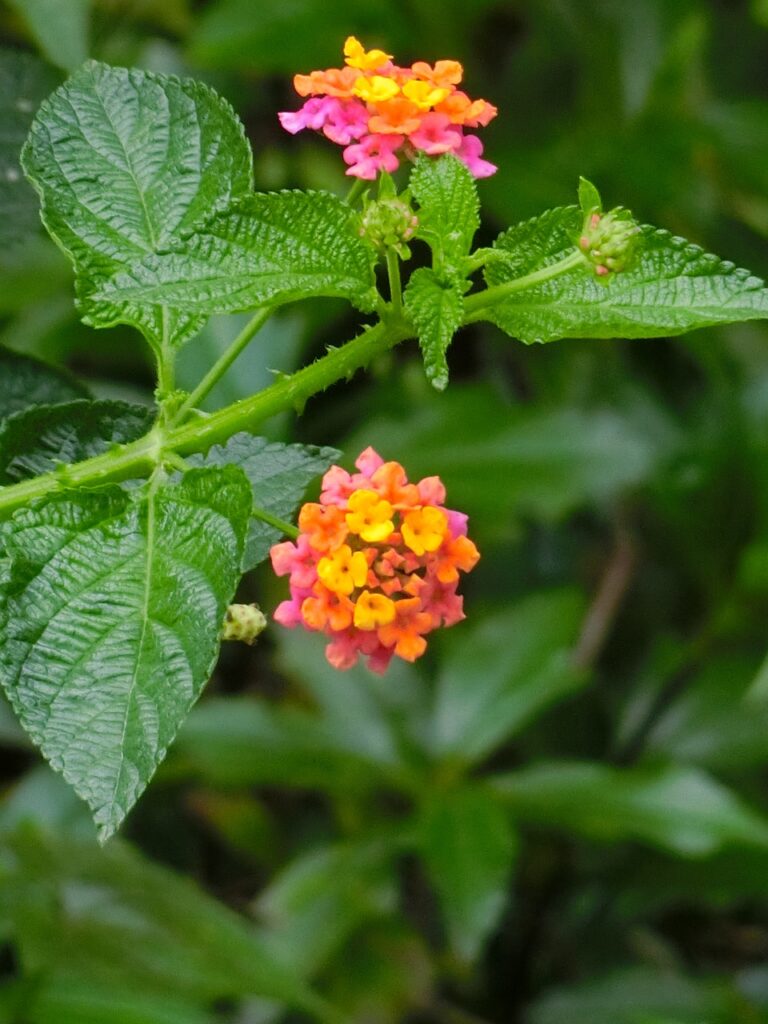 macedonia 纓, yellow flower, pink flower